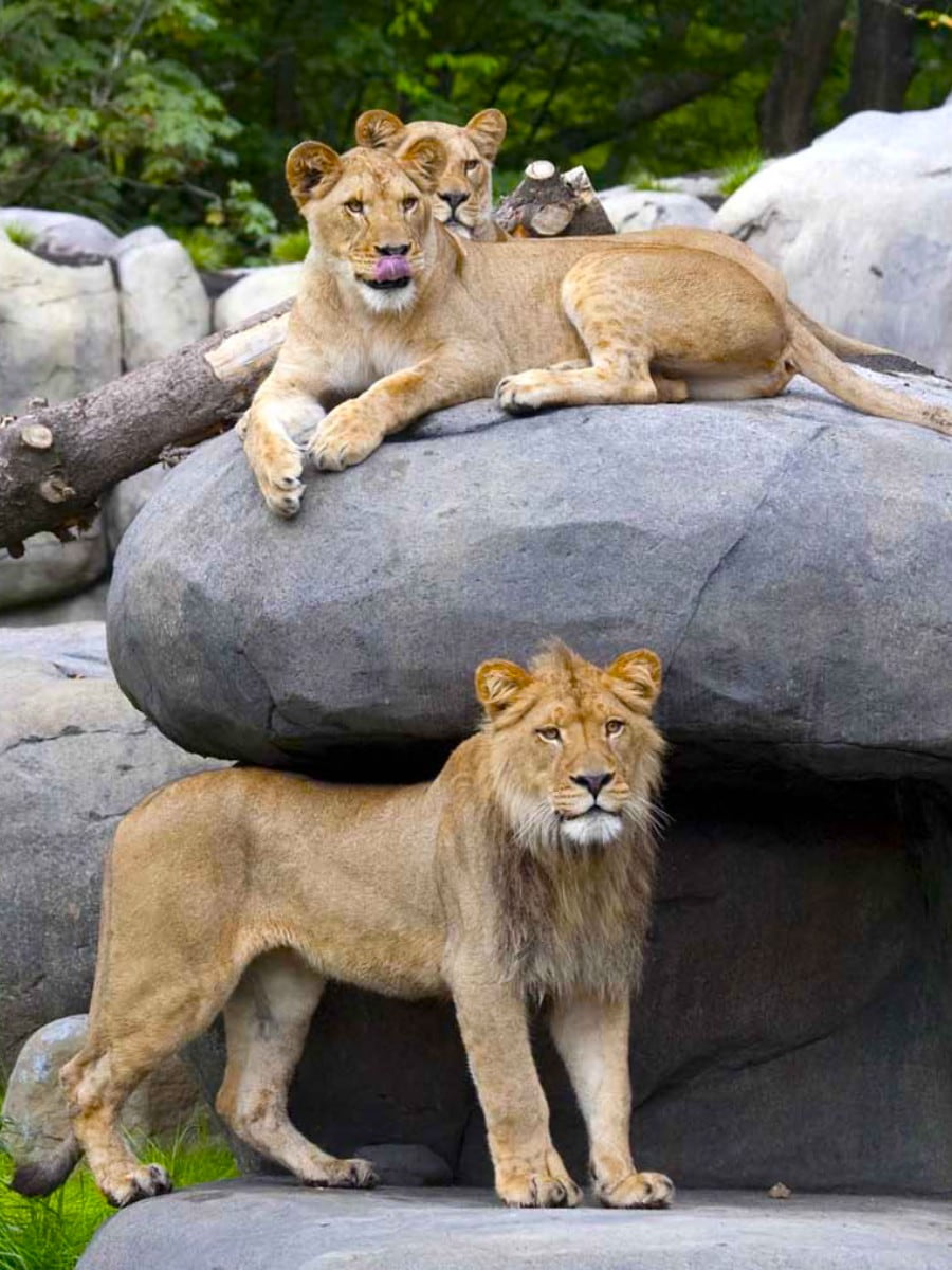 Oregon Zoo, Portland Oregon Zoo, Portland