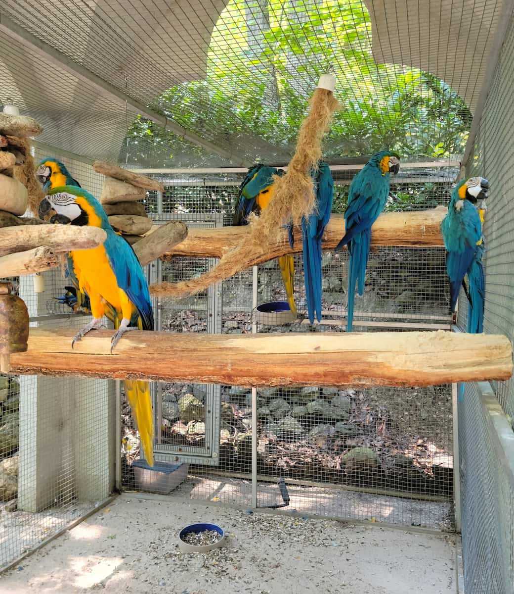 Parrot Mountain & Gardens Pigeon Forge Parrot Mountain & Gardens Pigeon Forge