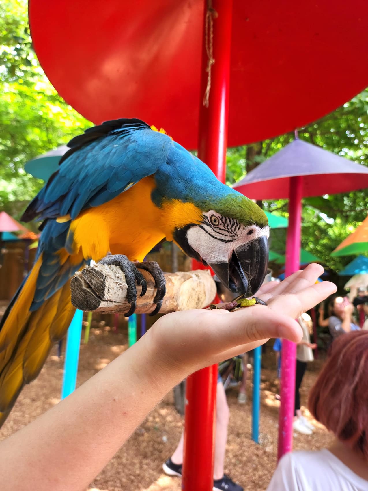 Parrot Mountain & Gardens Pigeon Forge Parrot Mountain & Gardens Pigeon Forge