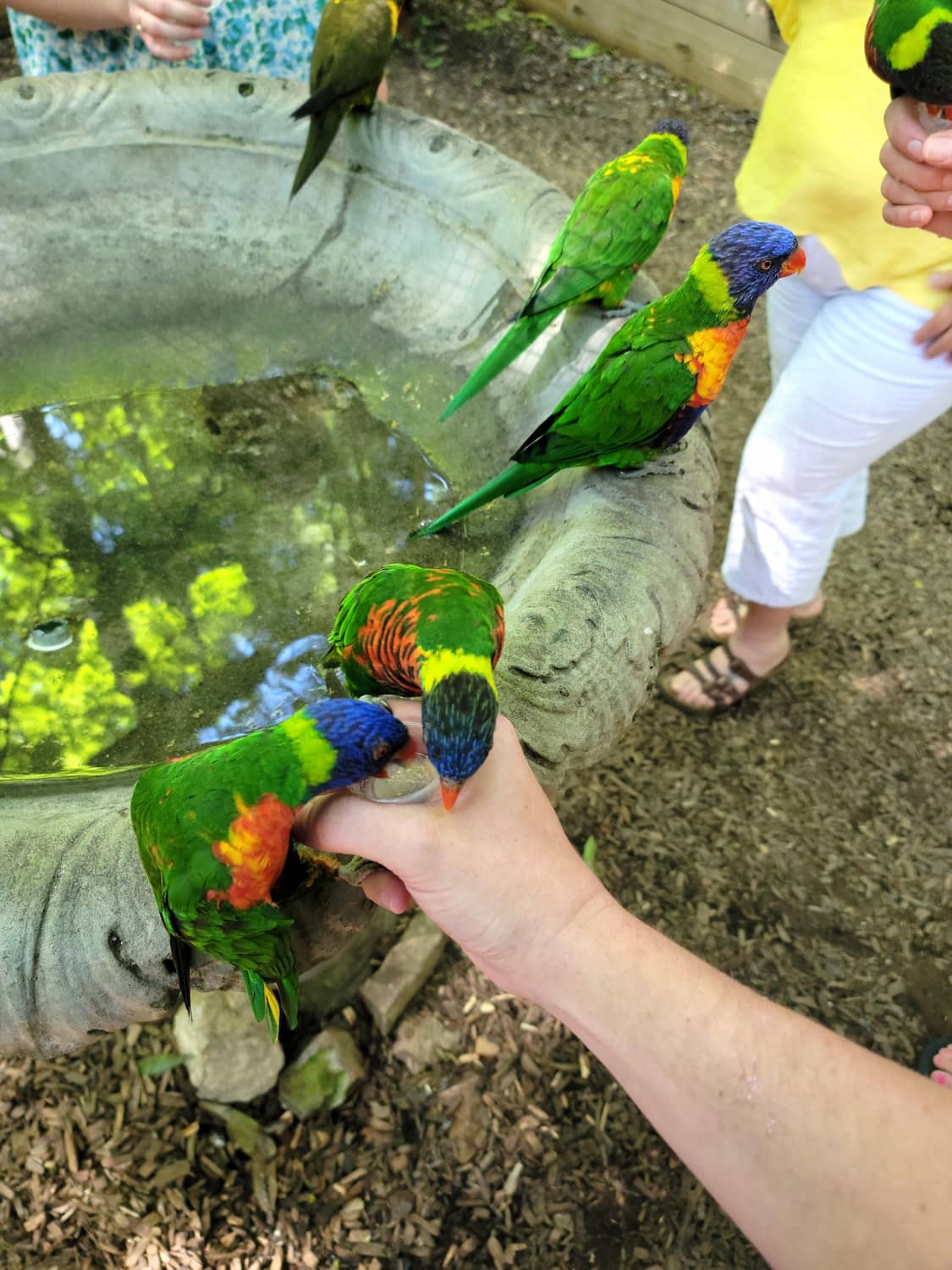 Parrot Mountain & Gardens Pigeon Forge Parrot Mountain & Gardens Pigeon Forge