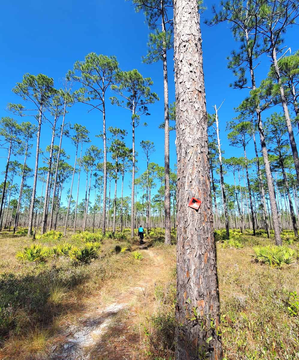Pine Log State Forest, FL Pine Log State Forest, FL