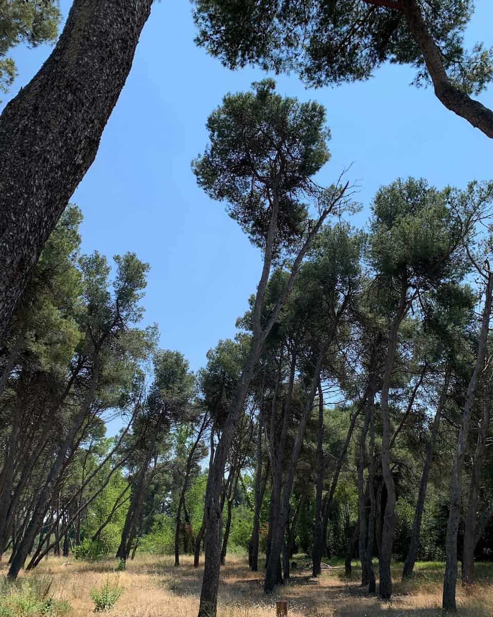 Pineta Dannunziana, Pescara Pineta Dannunziana, Pescara