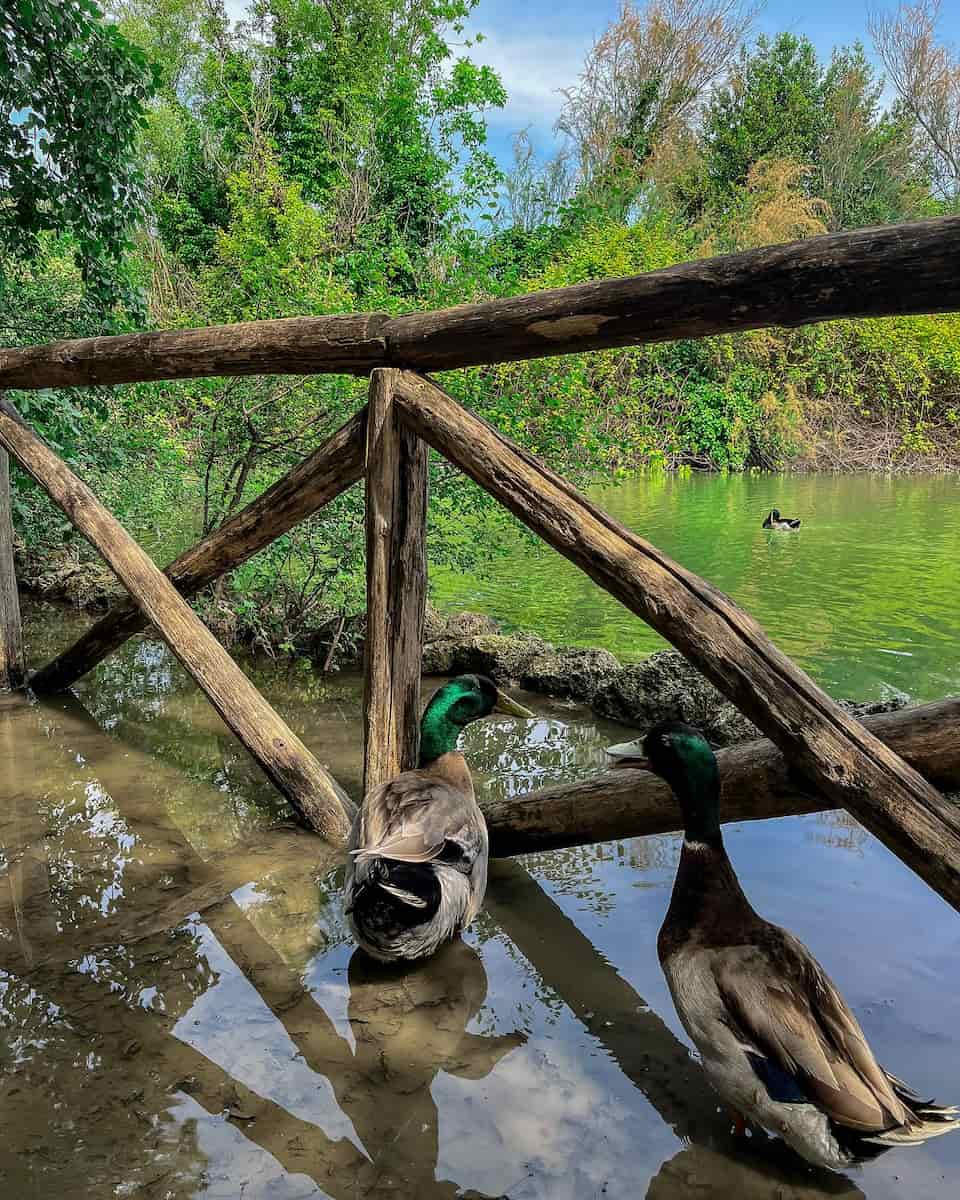 Pineta Dannunziana, Pescara Pineta Dannunziana, Pescara