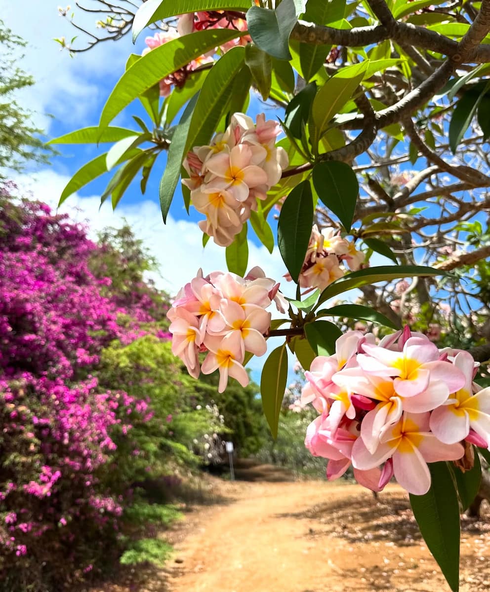Plumeria Blooming, Kauai Plumeria Blooming, Kauai