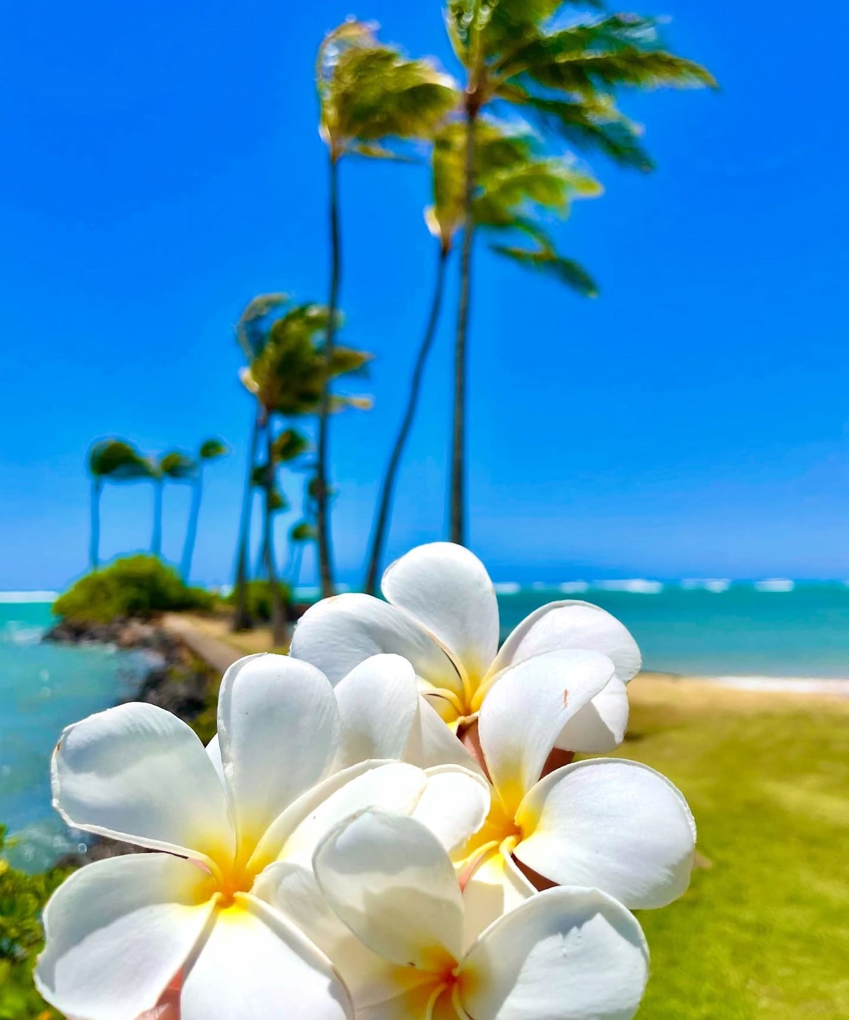 Plumeria Blooming, Kauai Plumeria Blooming, Kauai