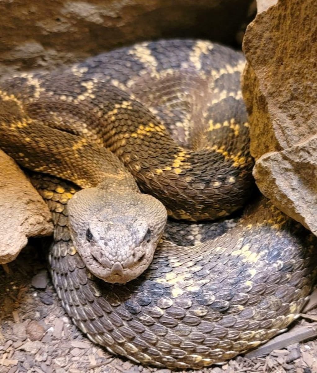 Rattlesnake Museum, Albuquerque Rattlesnake Museum, Albuquerque