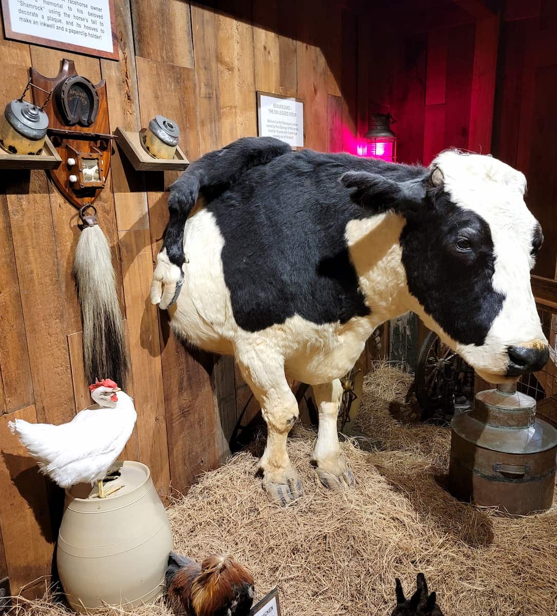 Ripley's Believe It or Not, St Augustine Ripley's Believe It or Not, St Augustine