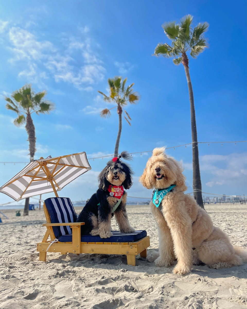 Rosie's Dog Beach, Long Beach Rosie's Dog Beach, Long Beach