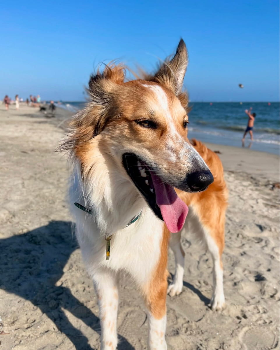 Rosie's Dog Beach, Long Beach Rosie's Dog Beach, Long Beach