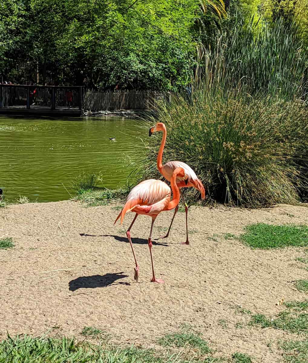 Sacramento Zoo Sacramento Zoo