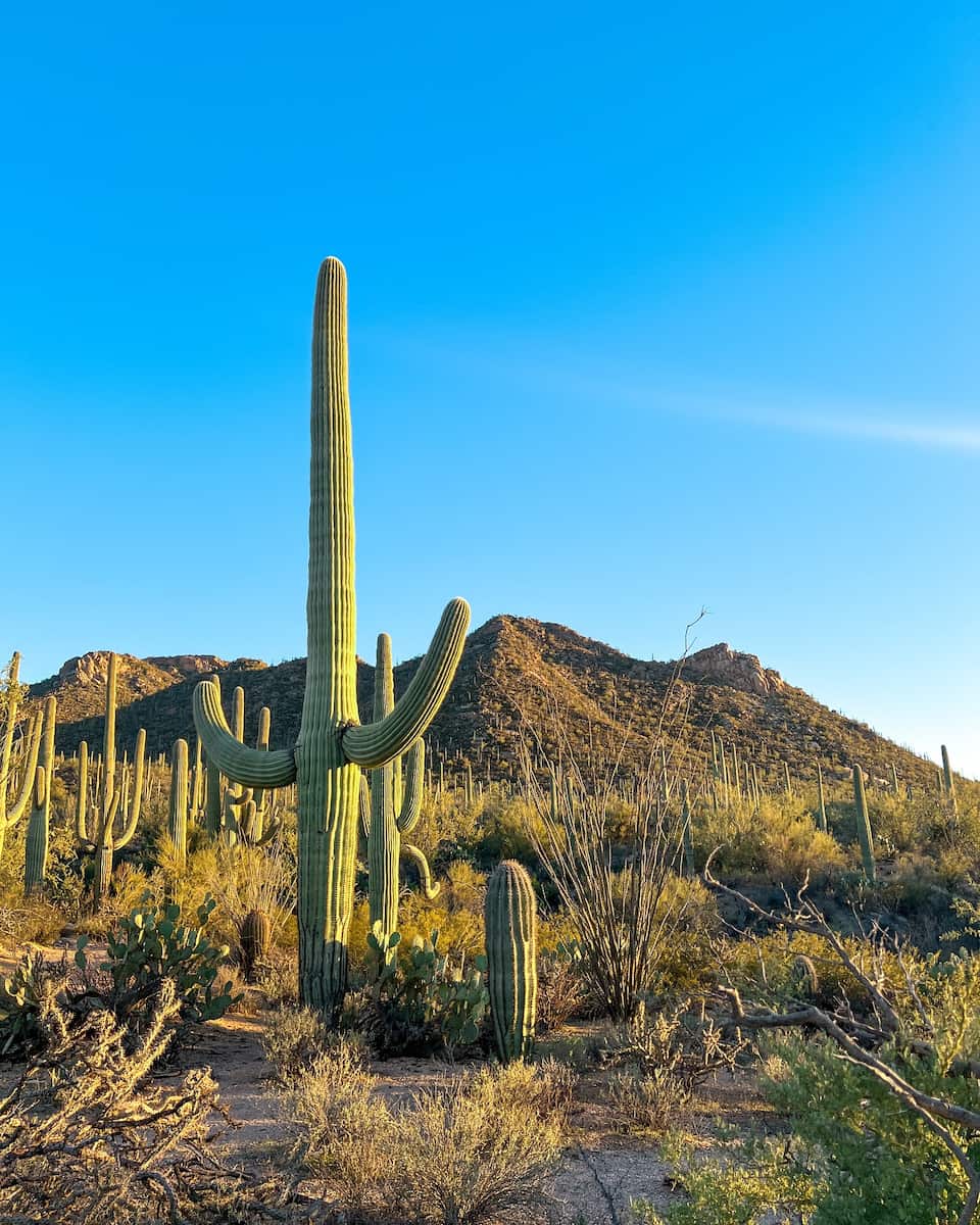 Saguaro National Park, Arizona Saguaro National Park, Arizona
