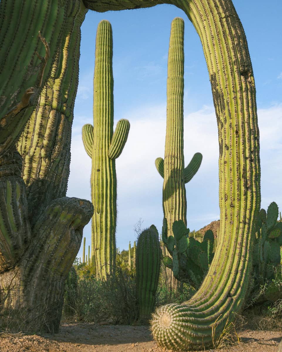 Saguaro National Park, Arizona Saguaro National Park, Arizona