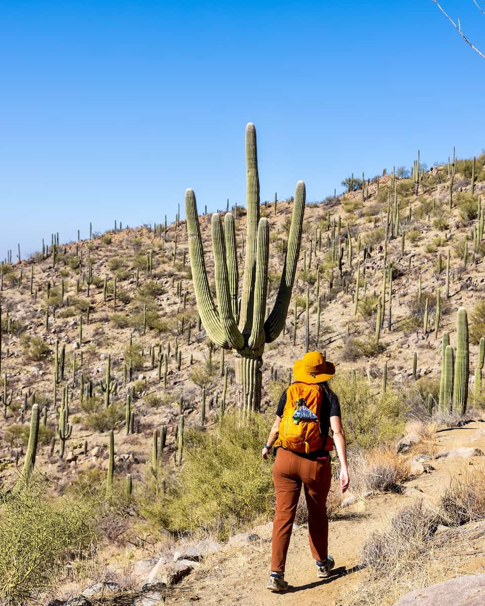 Saguaro National Park, Arizona Saguaro National Park, Arizona