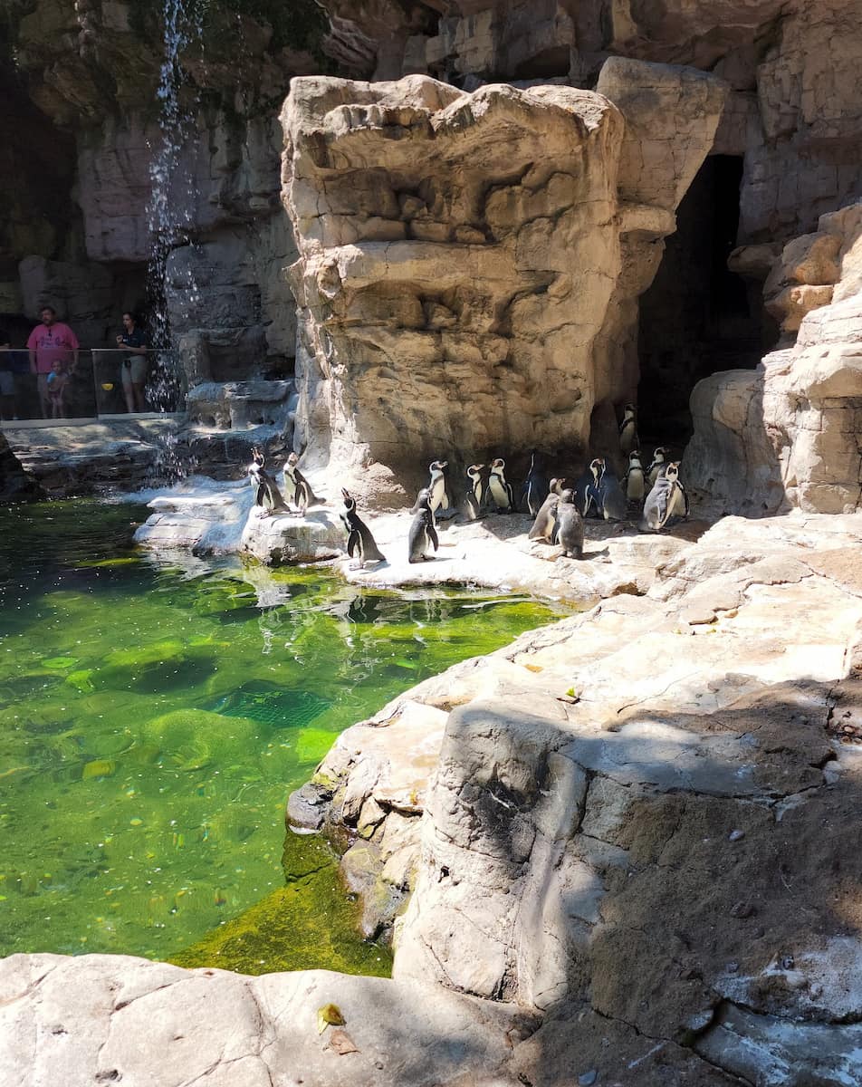 Saint Louis Zoo Saint Louis Zoo