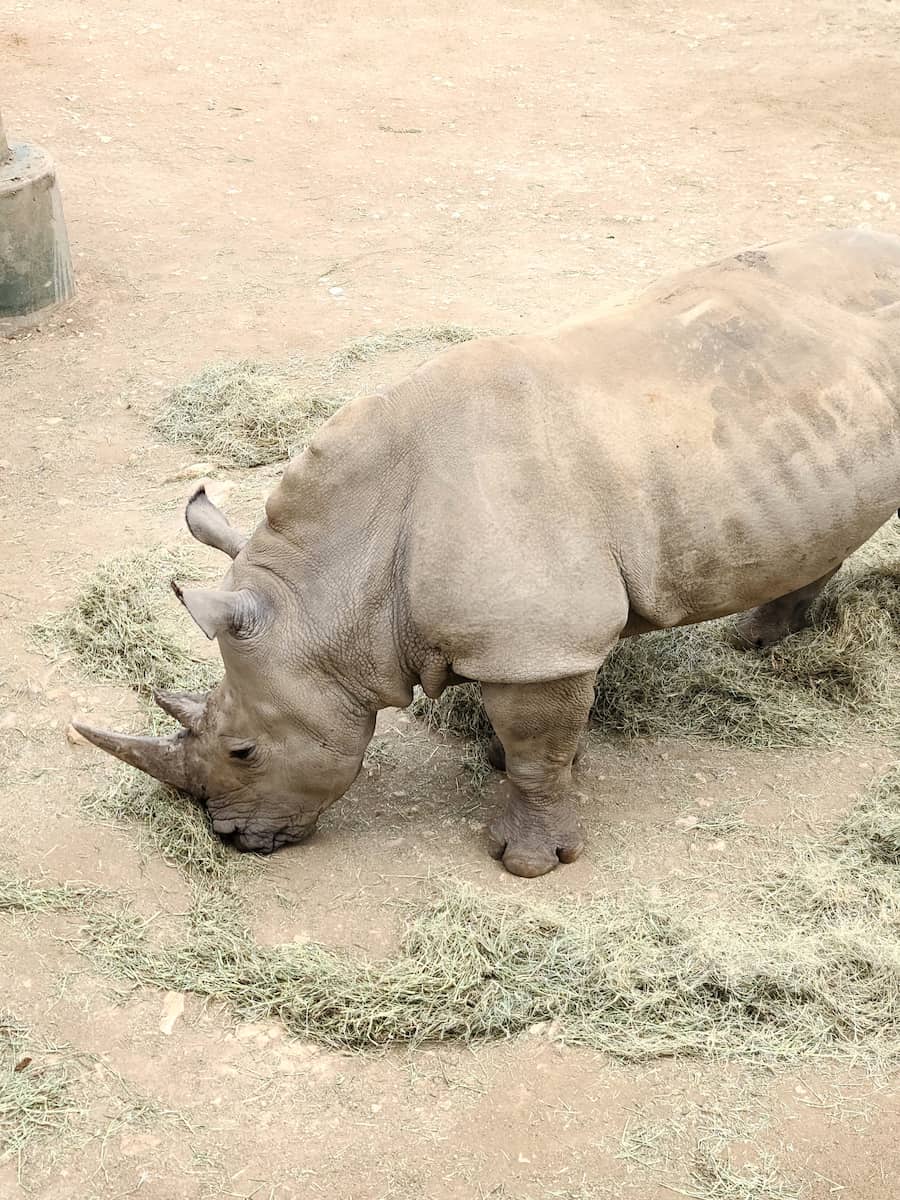 San Antonio Zoo San Antonio Zoo
