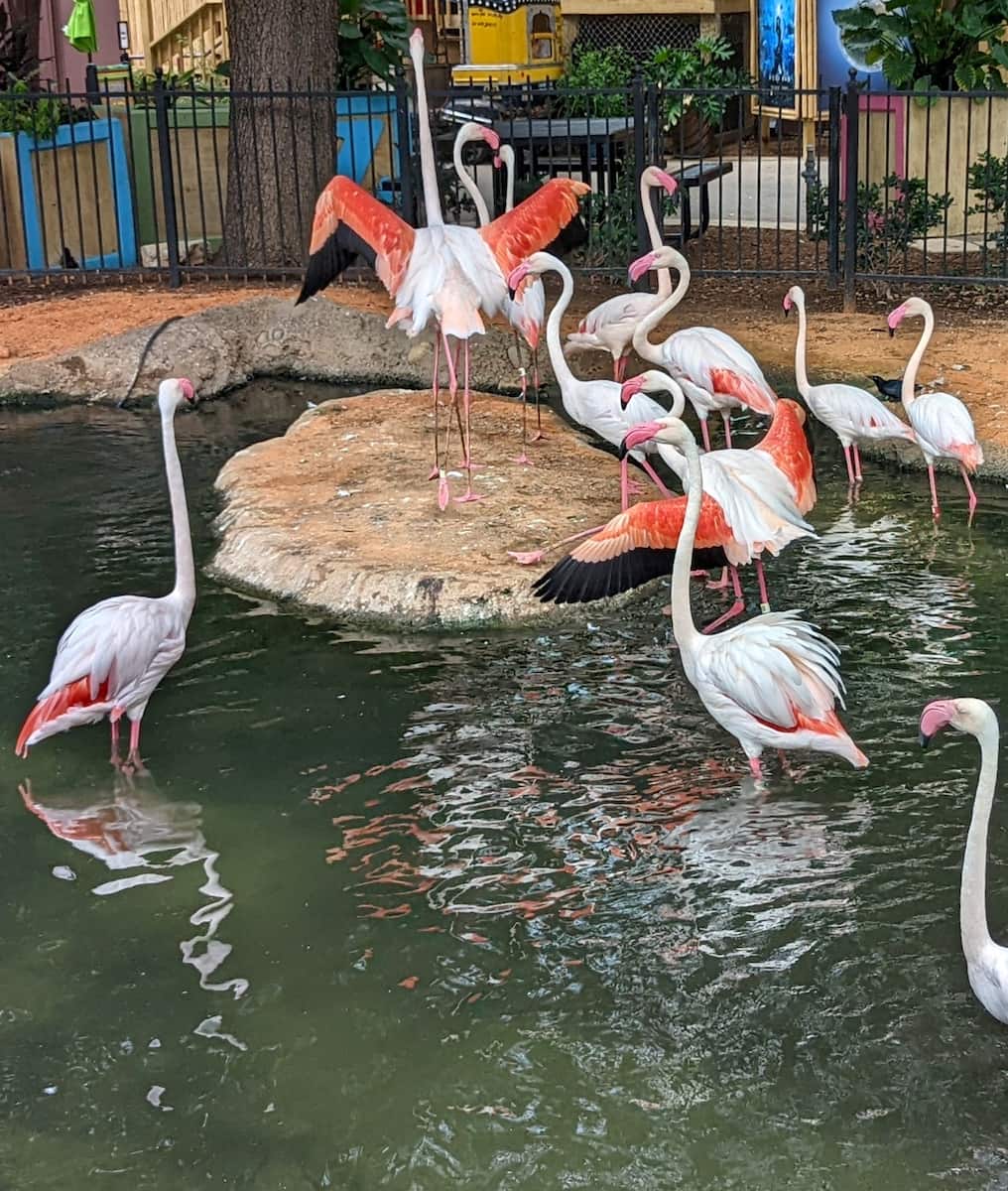 San Antonio Zoo San Antonio Zoo
