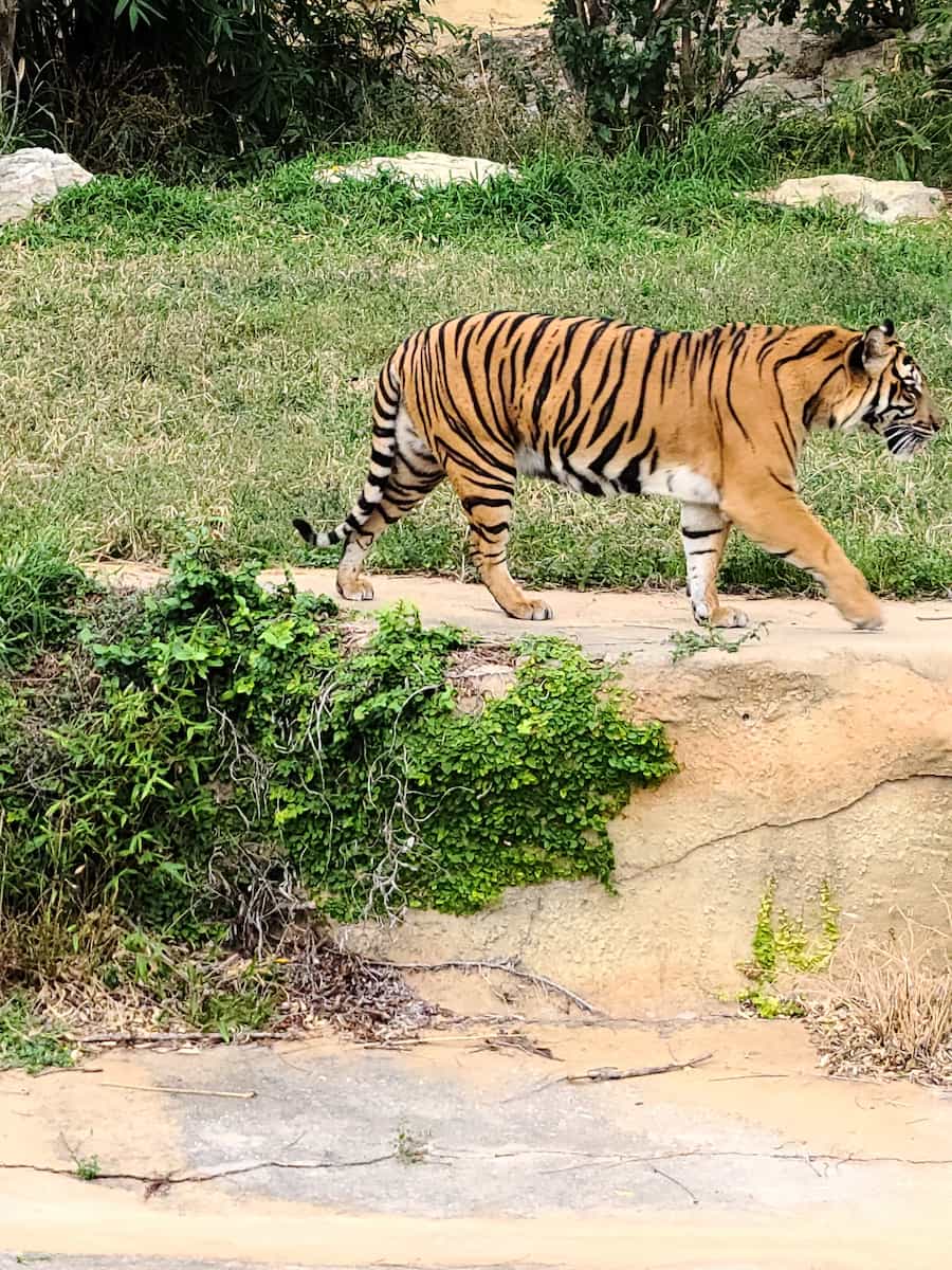 San Antonio Zoo San Antonio Zoo