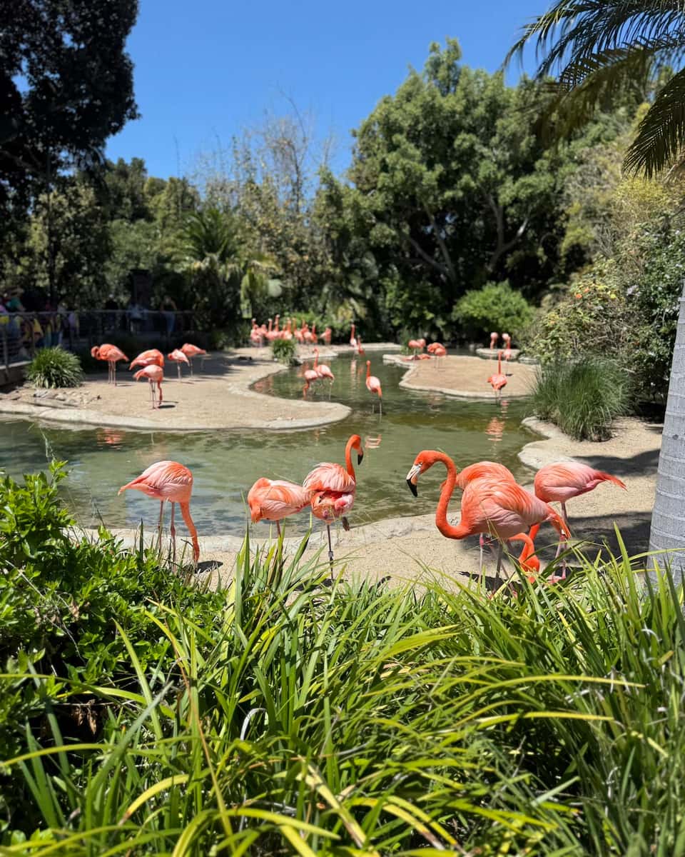 San Diego Zoo San Diego Zoo