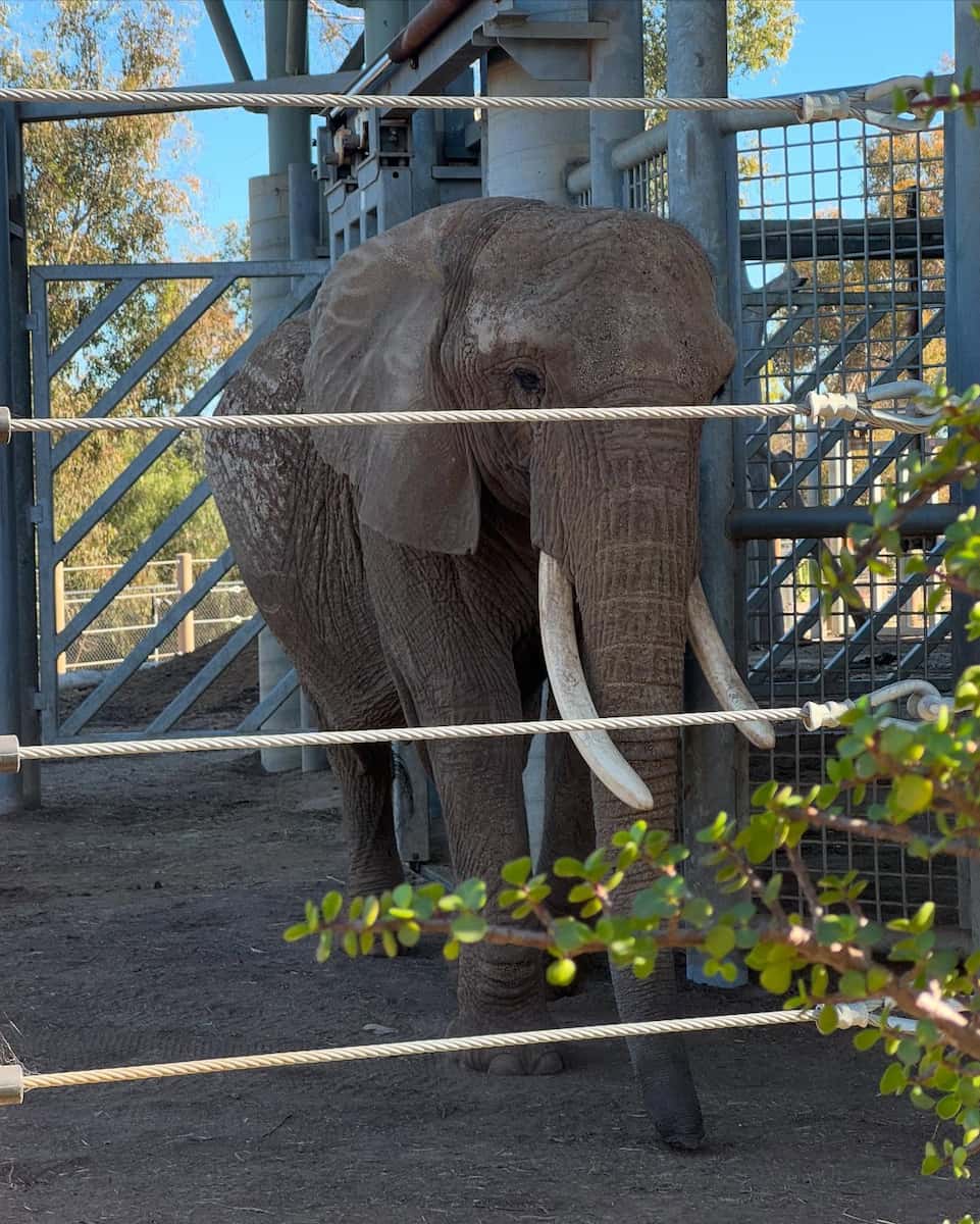 San Diego Zoo San Diego Zoo