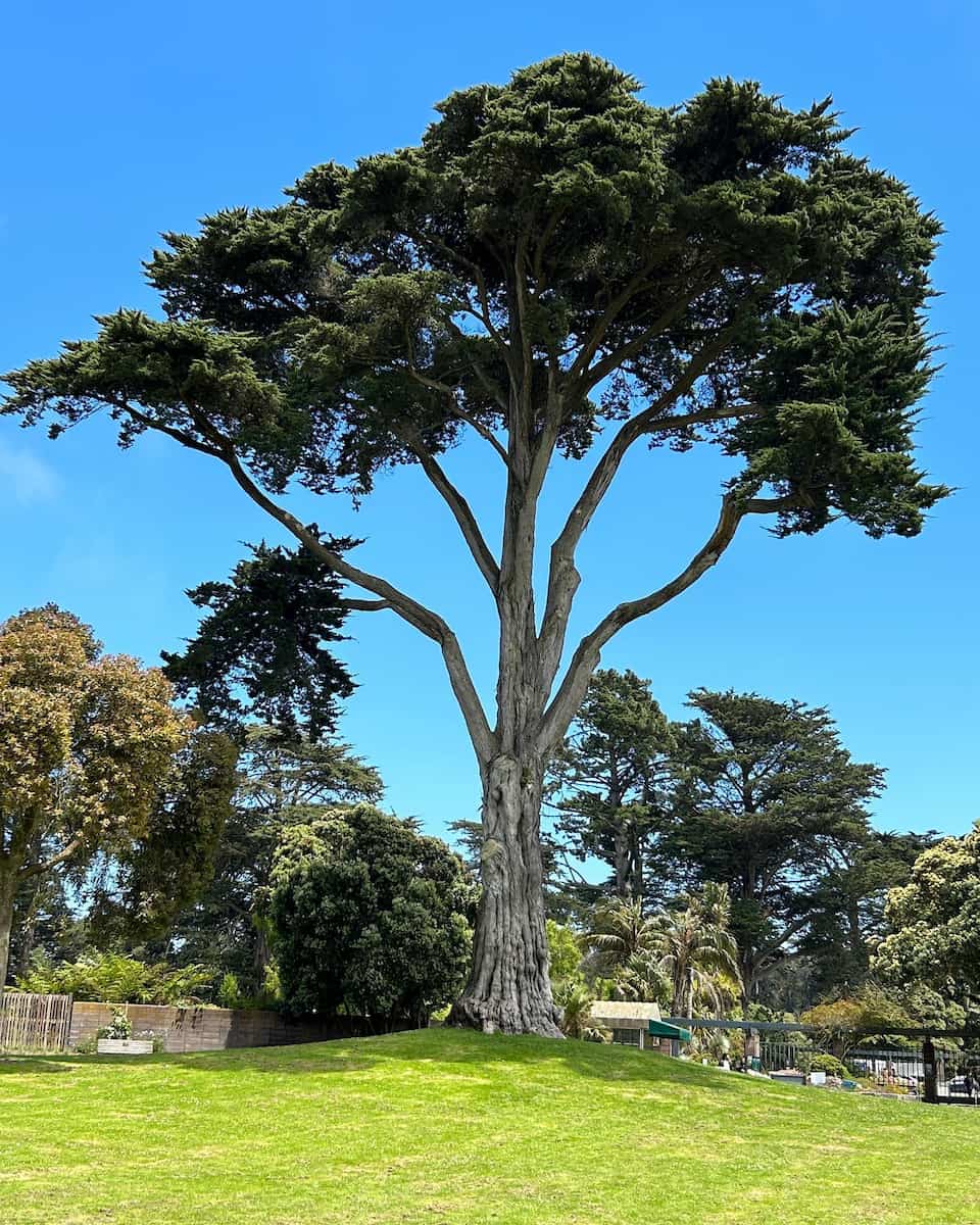 San Francisco Botanical Garden San Francisco Botanical Garden