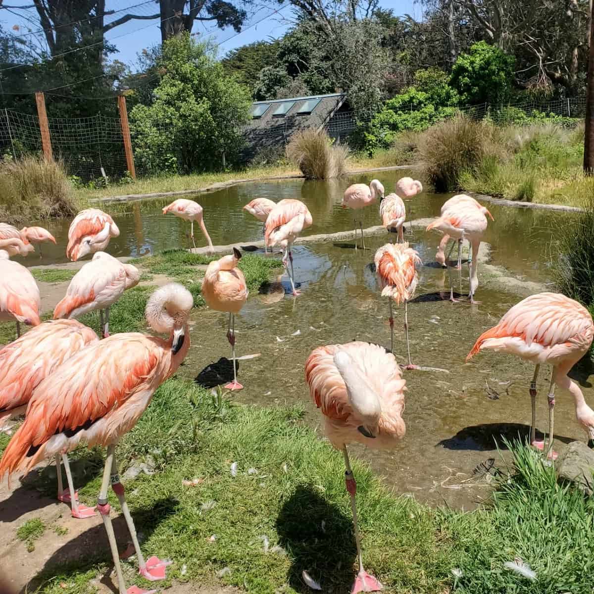 San Francisco Zoo San Francisco Zoo