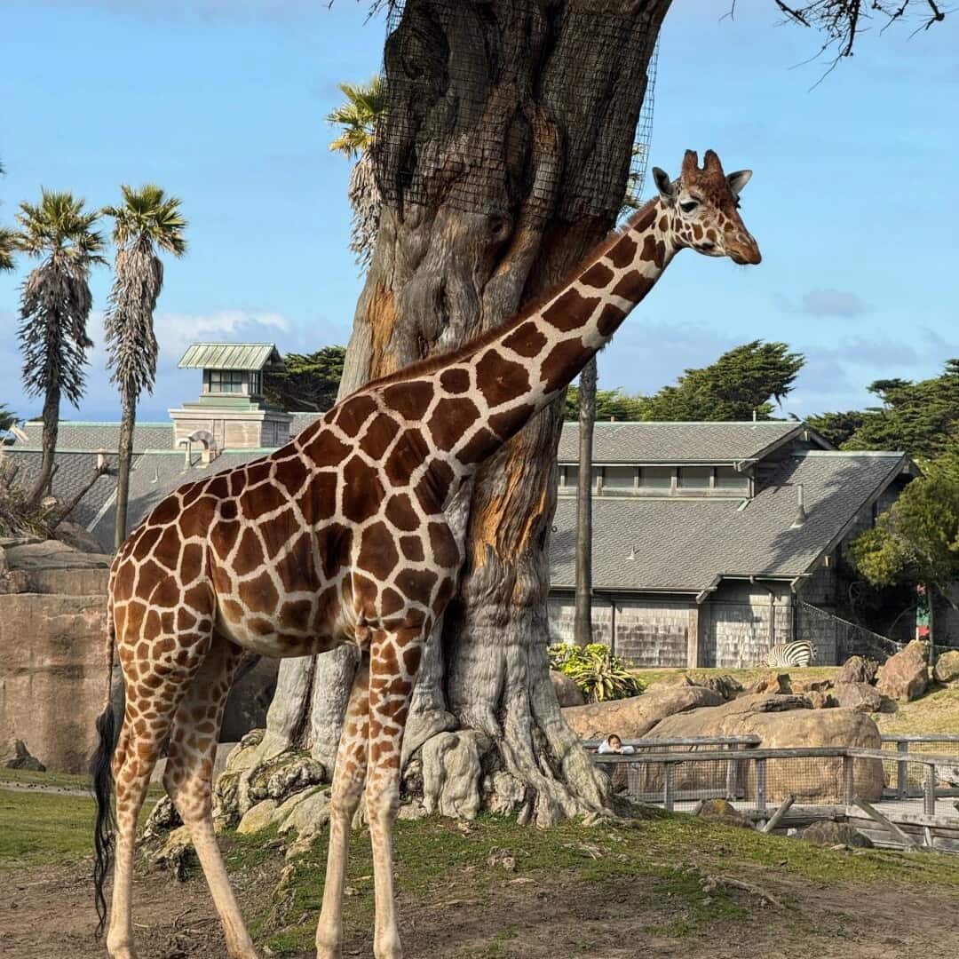 San Francisco Zoo San Francisco Zoo