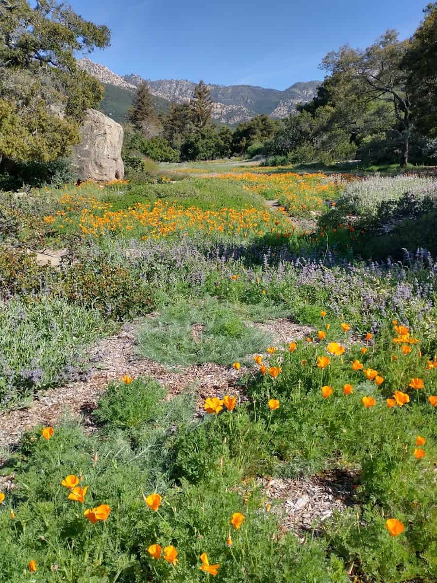 Santa Barbara Botanic Garden, Santa Barbara Santa Barbara Botanic Garden, Santa Barbara
