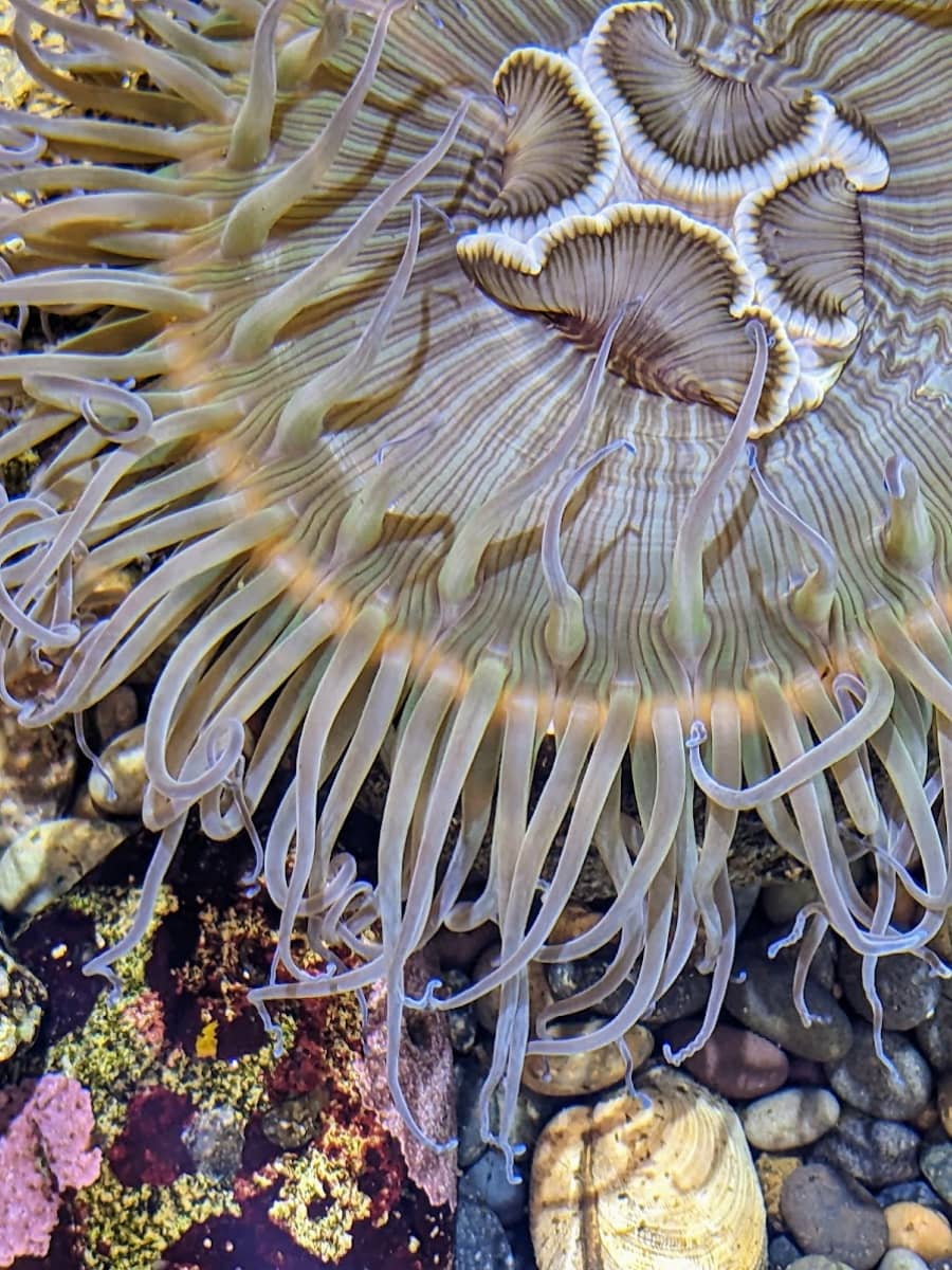 Santa Barbara Sea Center, Santa Barbara Santa Barbara Sea Center, Santa Barbara
