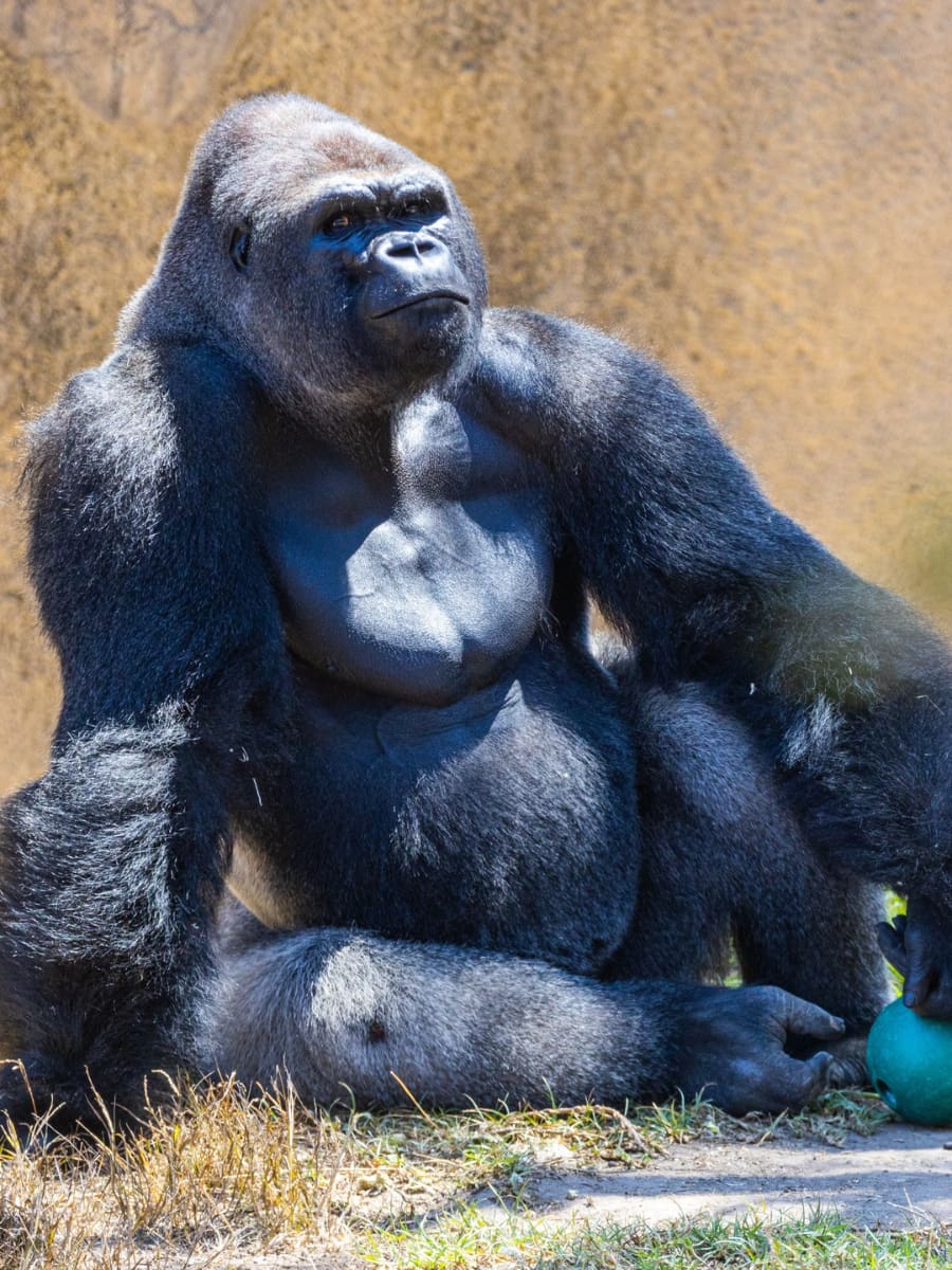 Santa Barbara Zoo, Santa Barbara Santa Barbara Zoo, Santa Barbara