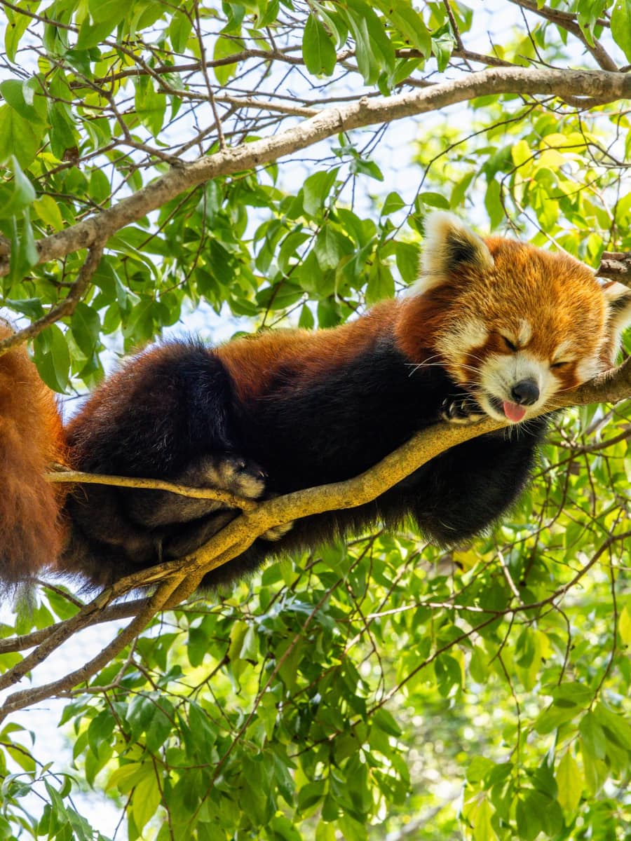 Santa Barbara Zoo, Santa Barbara Santa Barbara Zoo, Santa Barbara