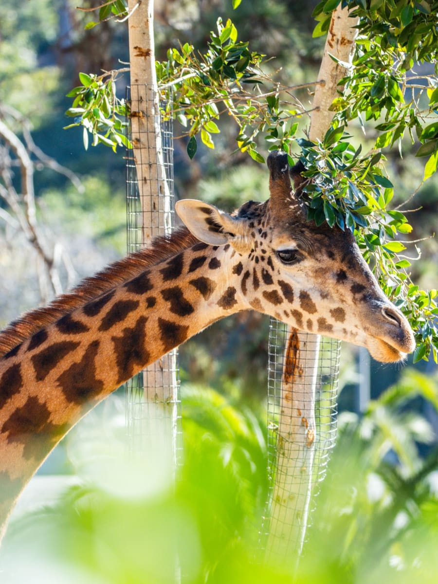 Santa Barbara Zoo, Santa Barbara Santa Barbara Zoo, Santa Barbara