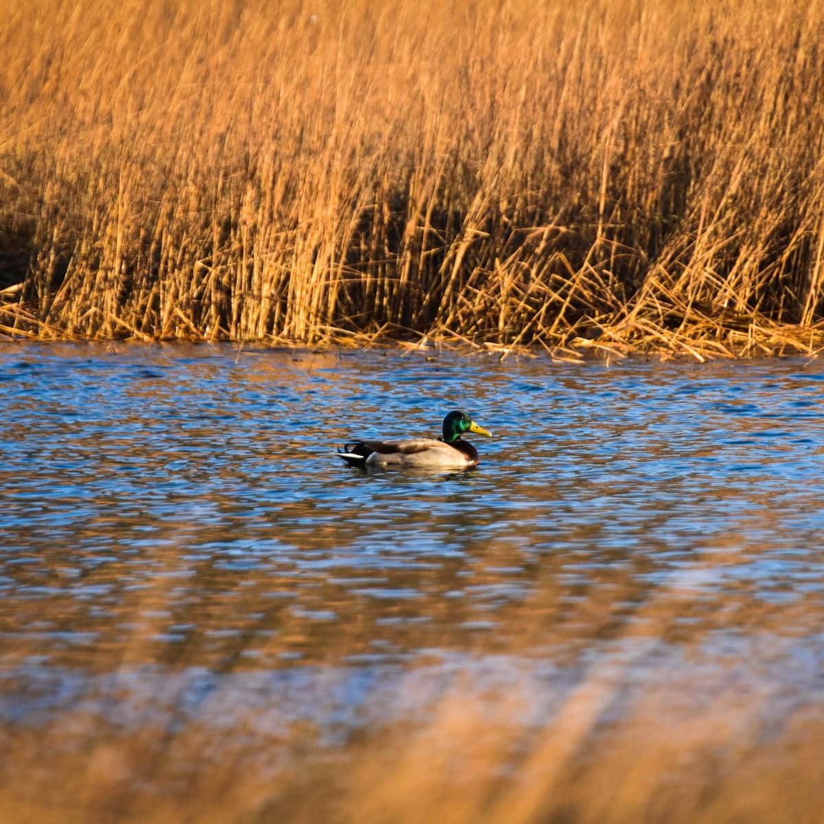 Scarborough Marsh Nature Center Scarborough Marsh Nature Center