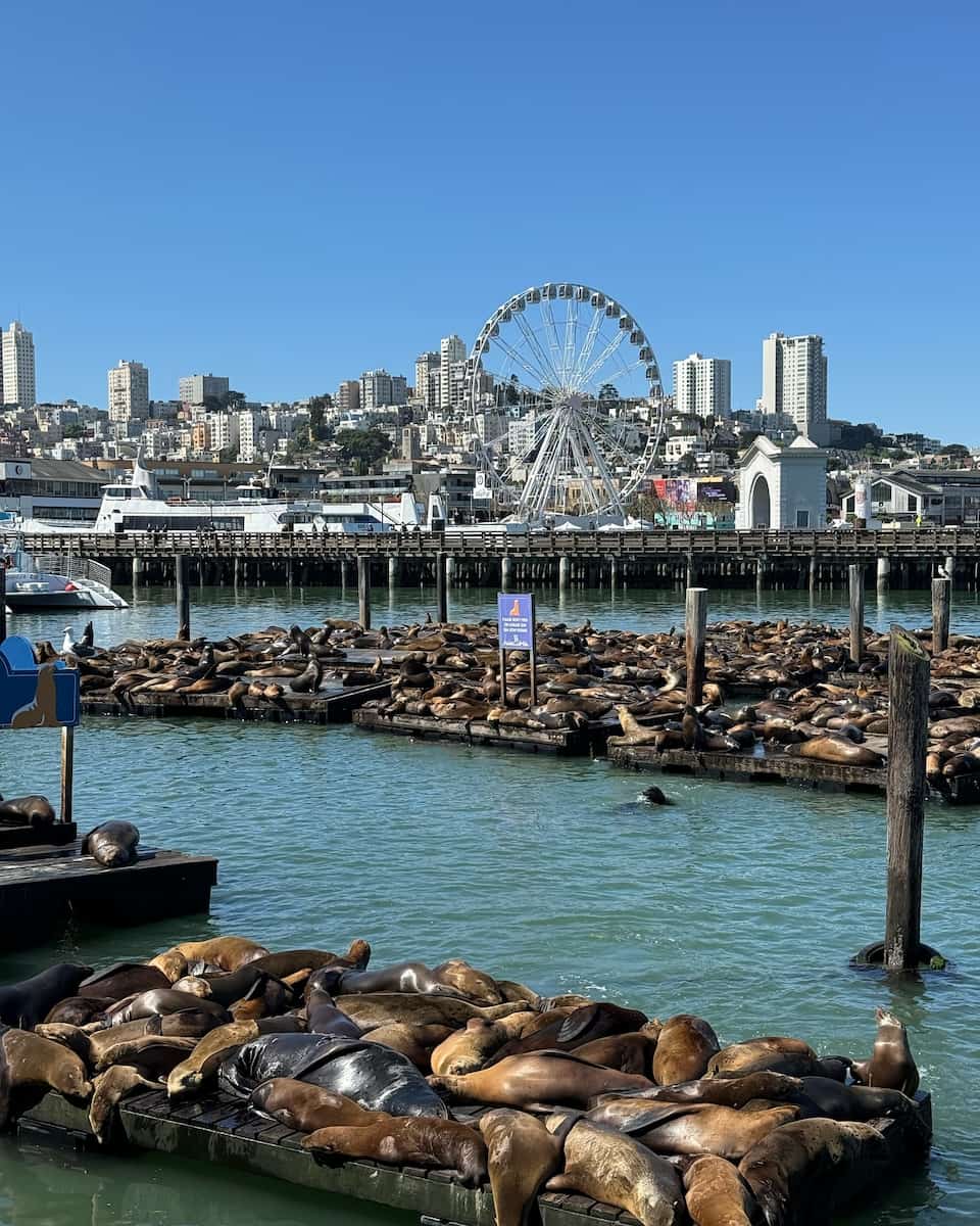 Sea Lions at Pier 39, San Francisco Sea Lions at Pier 39, San Francisco