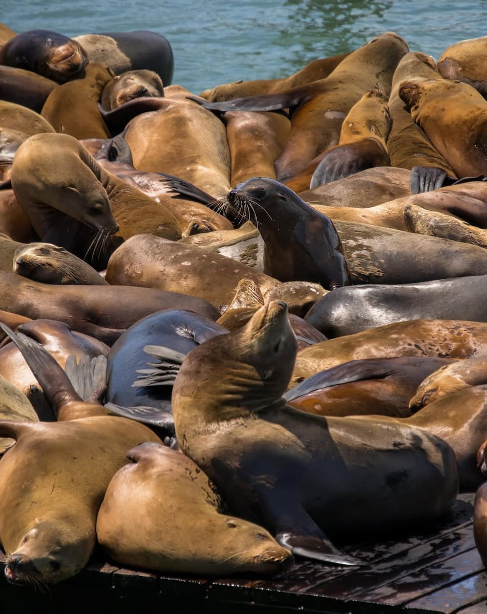 Sea Lions at Pier 39, San Francisco Sea Lions at Pier 39, San Francisco