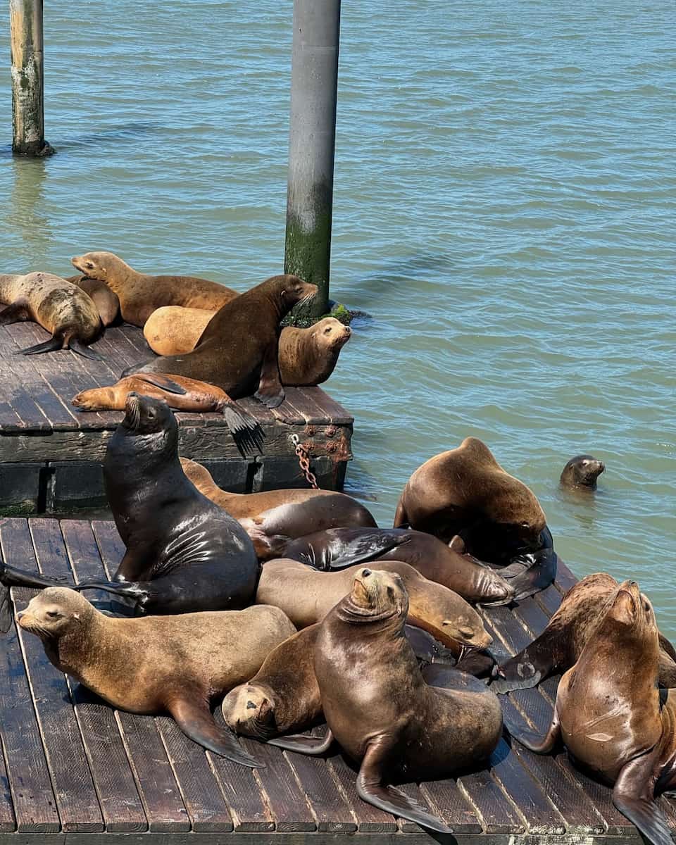 Sea Lions at Pier 39, San Francisco Sea Lions at Pier 39, San Francisco