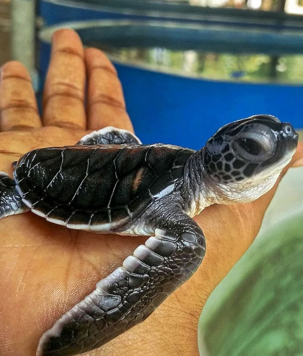 Sea Turtles Watching Puerto Rico