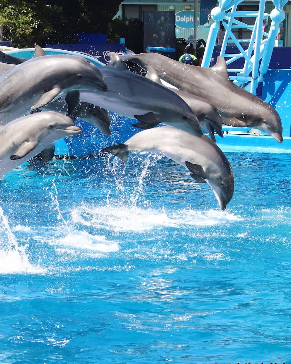 SeaWorld San Diego SeaWorld San Diego