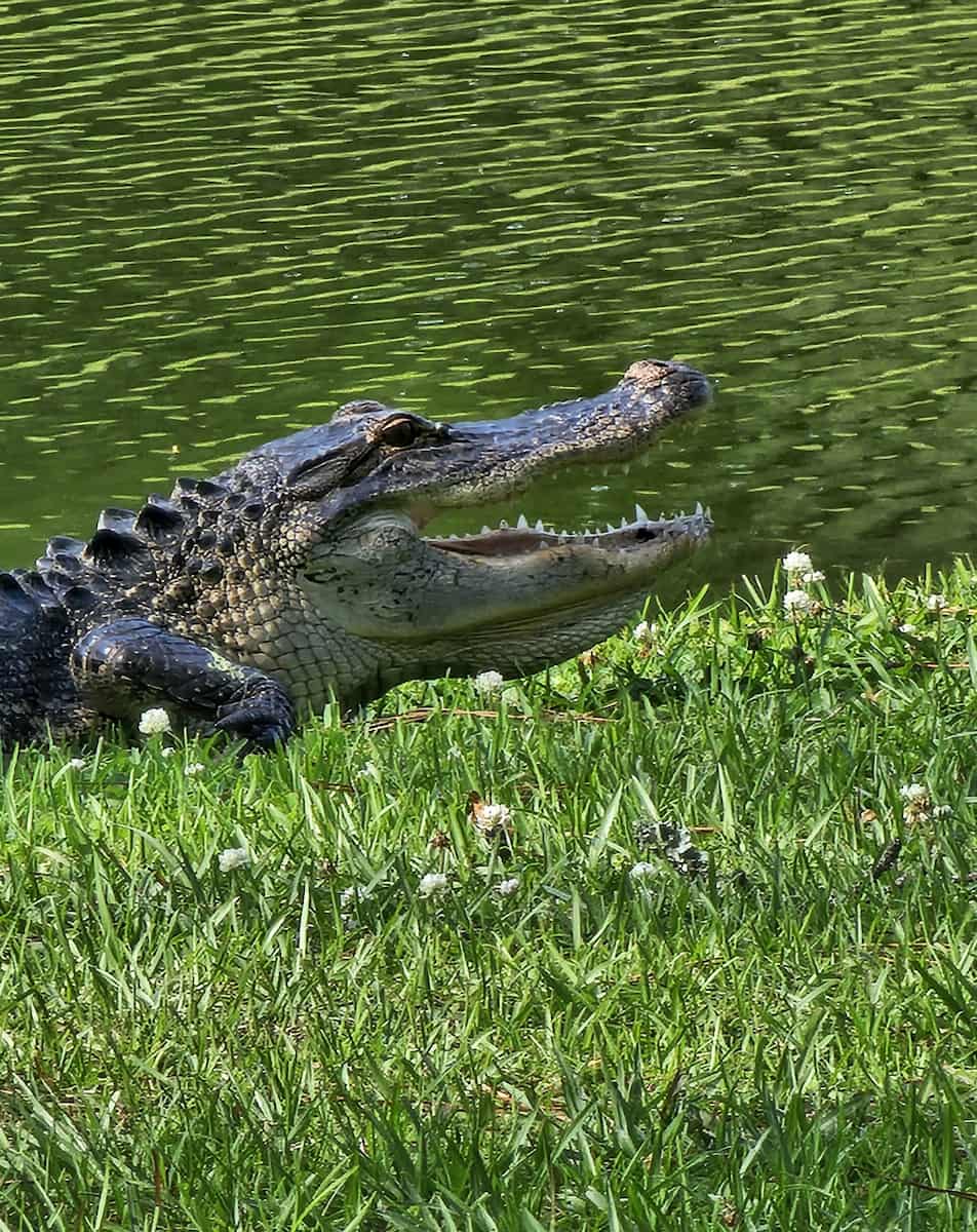 Sea Pines Forest Preserve, Hilton Head