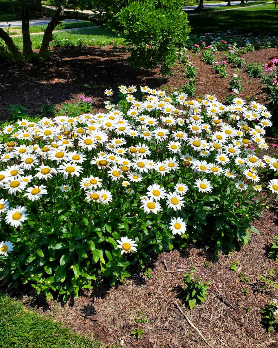Sherwood Gardens, Baltimore Sherwood Gardens, Baltimore