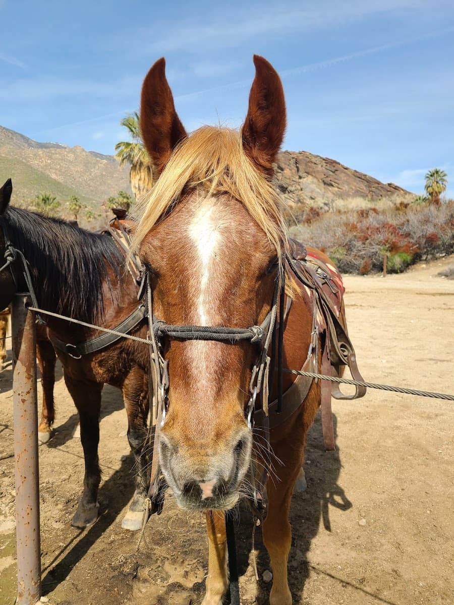 Smoke Tree Stables, Palm Springs Smoke Tree Stables, Palm Springs
