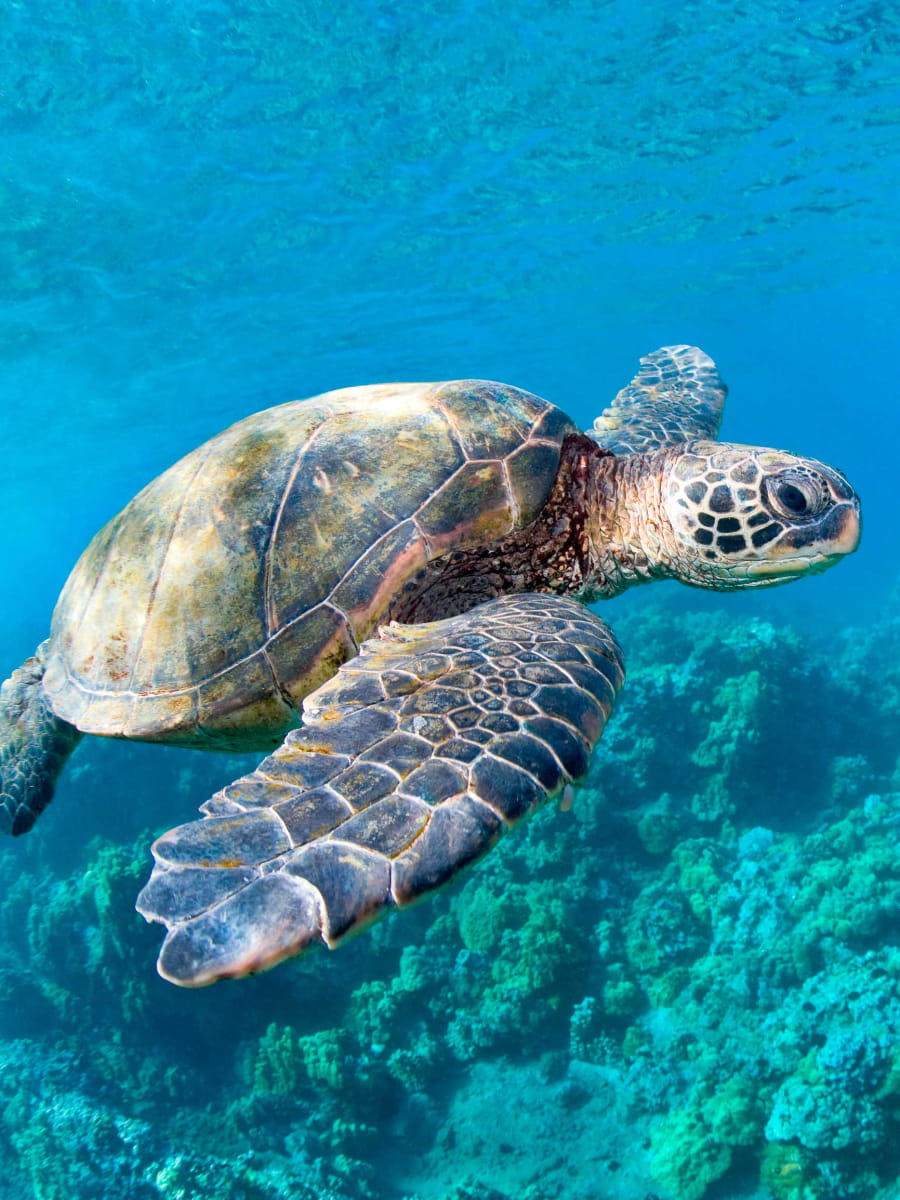 Snorkel Hanauma Bay Nature Preserve, Oahu, Hawaii Snorkel Hanauma Bay Nature Preserve, Oahu, Hawaii