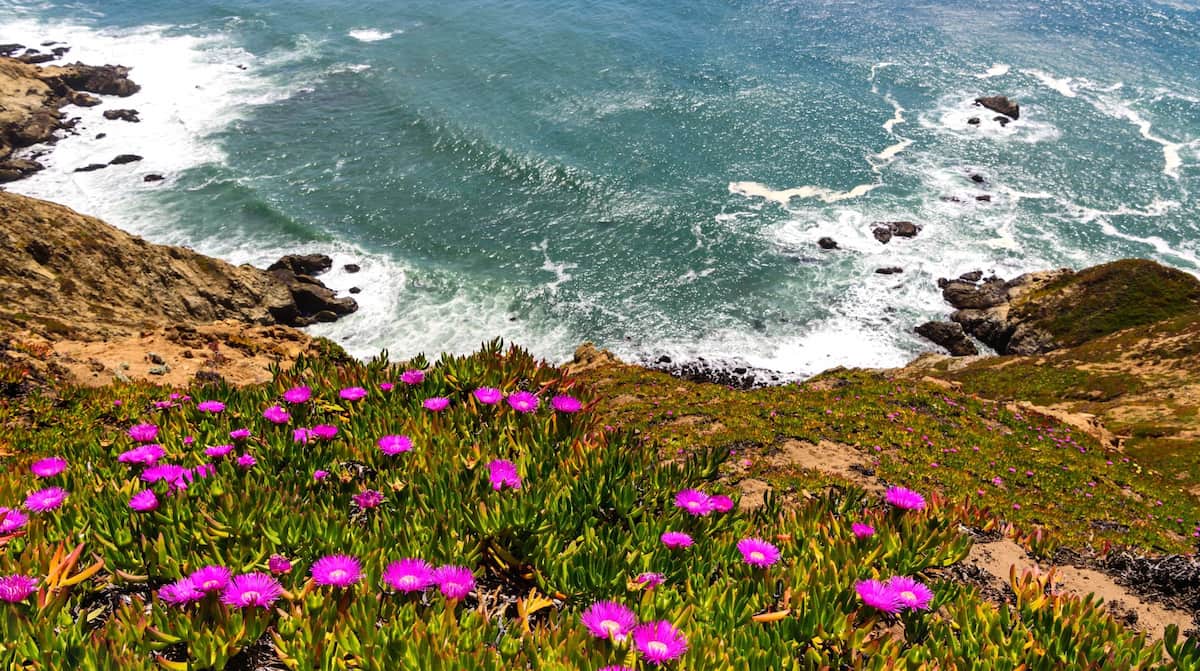 Spring Blooms Tropea Spring Blooms Tropea