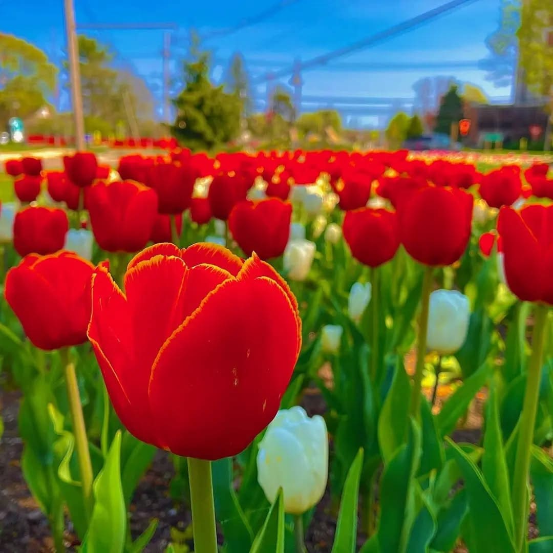 Spring Blooms in Parks, Portland Maine Spring Blooms in Parks, Portland Maine