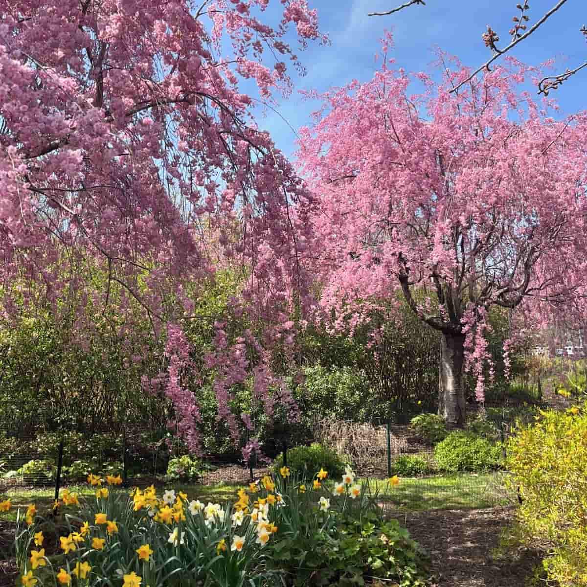 Spring Blooms in Royal Parks Spring Blooms in Royal Parks