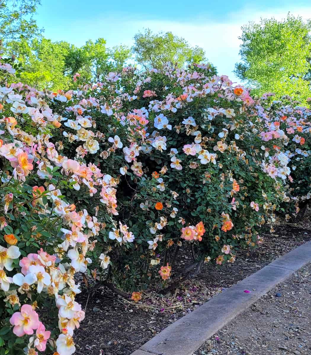 Spring blooms in Albuquerque gardens and parks Spring blooms in Albuquerque gardens and parks