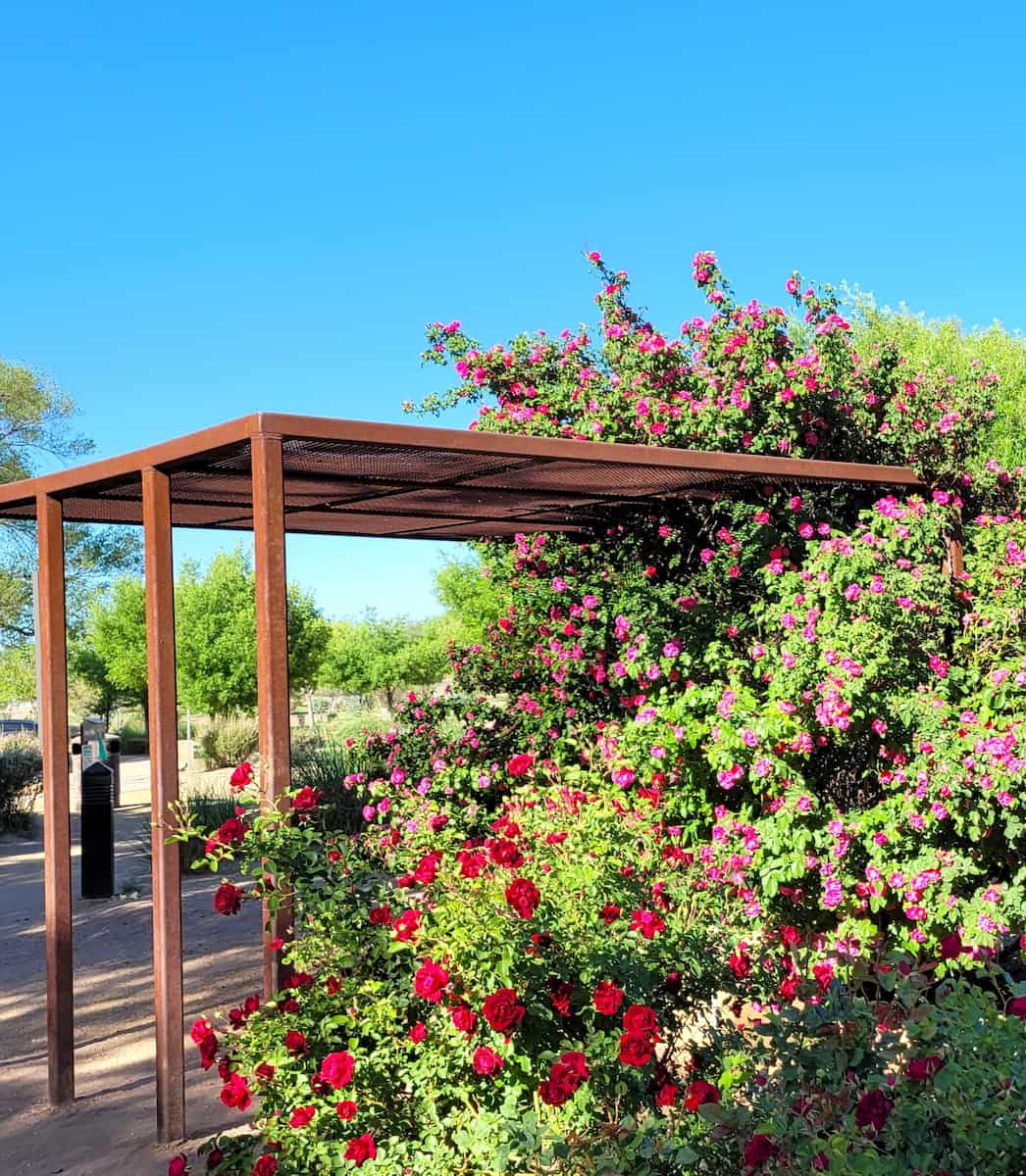 Spring blooms in Albuquerque gardens and parks Spring blooms in Albuquerque gardens and parks