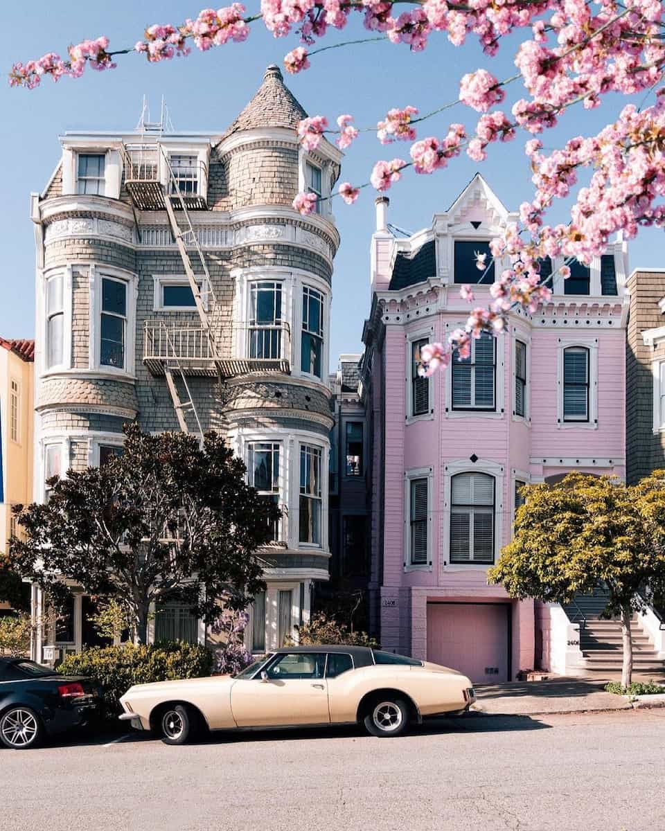 Spring blooms in San Francisco Spring blooms in San Francisco