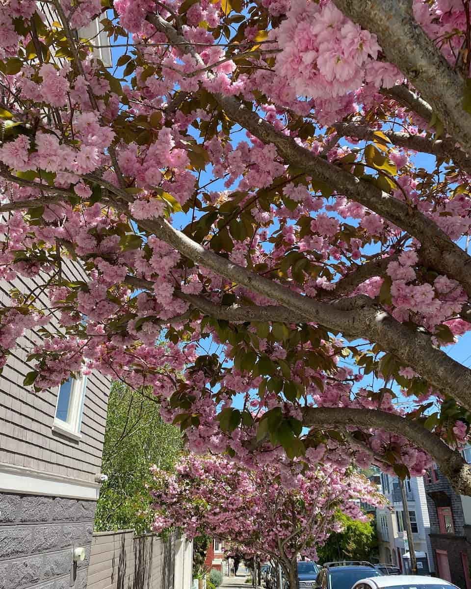 Spring blooms in San Francisco Spring blooms in San Francisco