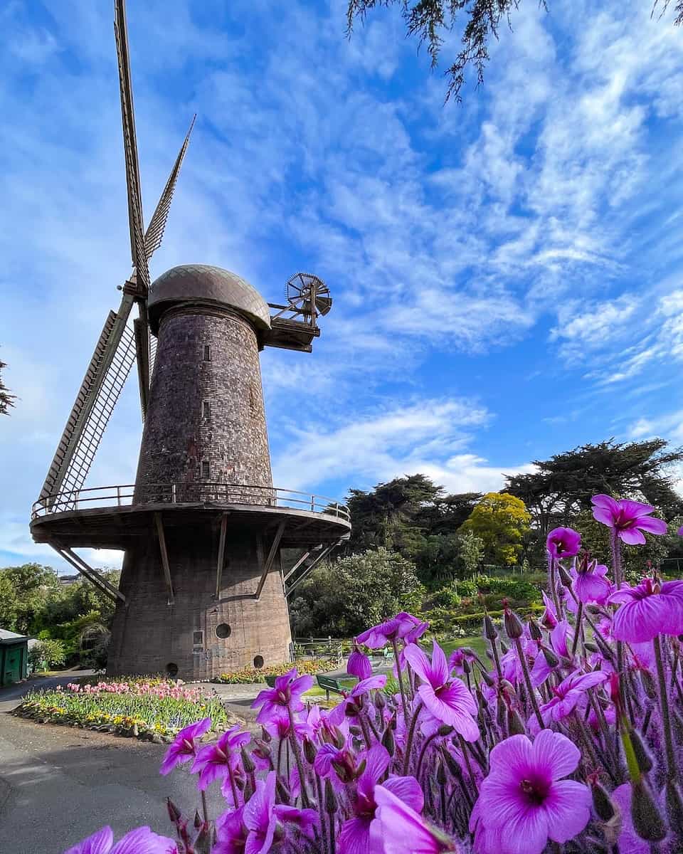 Spring blooms in San Francisco Spring blooms in San Francisco