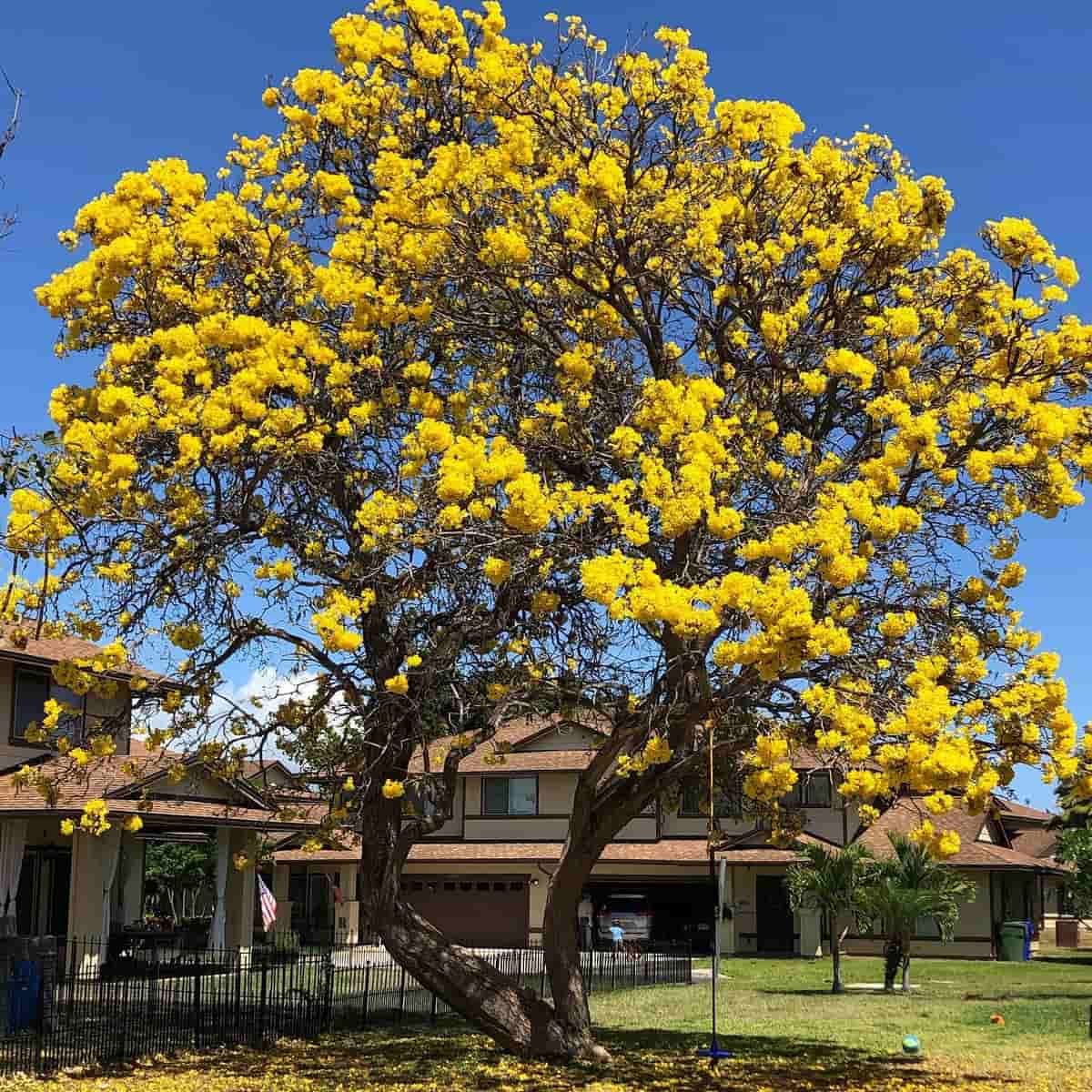Spring in Honolulu Spring in Honolulu